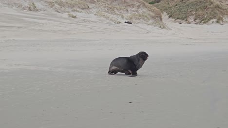 Adorable-aquatic-mammal-Sea-Lion-walking-and-lying-down-on-the-sandy-beach