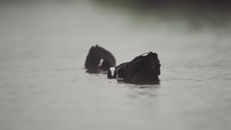 Telephoto-tracking-follows-coots-approaching-to-fight-and-clash-in-water-aggressively,-slow-motion