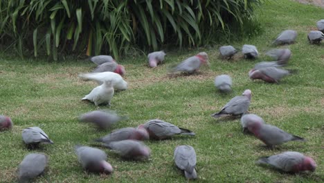 Rosakakadus-Und-Nymphensittiche,-Vögel-Beim-Fressen,-Zeitraffer,-Australien,-Maffra,-Gippsland,-Victoria