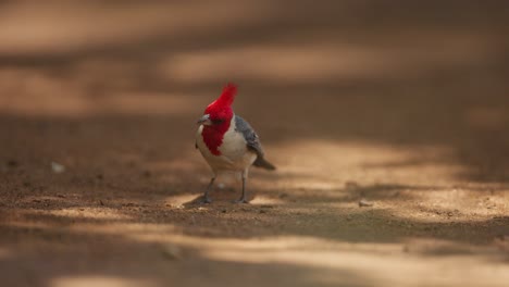 Close-up-static-shot-of-a-red-crested-cardinal-foraging-on-brown-sandy-ground-with-dappled-sunlight,-slow-motion