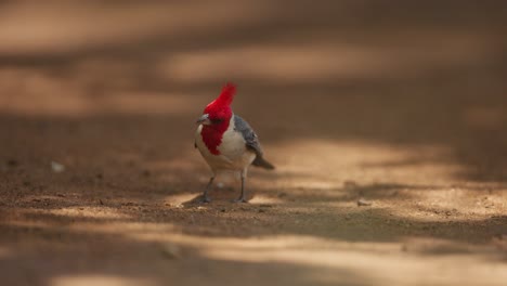 Nahaufnahme-Eines-Rotkardinals,-Der-Auf-Braunem-Sandboden-Mit-Geflecktem-Sonnenlicht-Nach-Nahrung-Sucht,-Zeitlupe