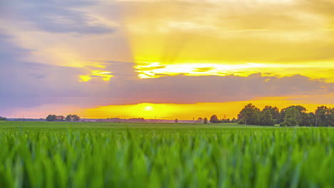 Golden-light-from-sun-sets-over-tall-grassy-plain-as-clouds-obscure-blue-sky-in-the-summer