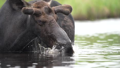 Zeitlupenvideo-Eines-Elchbullen,-Der-Tagsüber-In-Einem-Teich-Frisst,-Seinen-Kopf-Aus-Dem-Wasser-Hebt-Und-In-Die-Kamera-Blickt