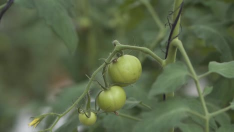 Primer-Plano-De-Tomates-Verdes-Que-Crecen-En-Una-Vid-En-Un-Exuberante-Jardín,-En-Las-Primeras-Etapas-De-Crecimiento