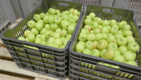 Manzanas-Verdes-En-Grandes-Cajas-De-Plástico,-Almacenamiento-De-Alimentos