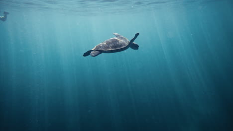 Magisches,-Verträumtes,-Klares-Blaues-Wasser-Mit-Schwimmenden-Schildkröten,-Während-Lichtstrahlen-Im-Ozean-Leuchten