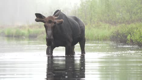 Ein-Elchbulle-Läuft-An-Einem-Nebligen-Morgen-Durch-Einen-Flachen-Teich