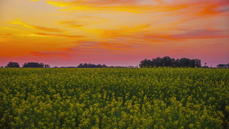 Rapeseed-field-of-crops-during-a-colorful-sunset---cloudscape-time-lapse