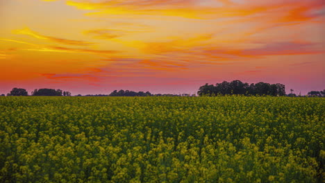 Campo-De-Cultivos-De-Colza-Durante-Una-Colorida-Puesta-De-Sol---Lapso-De-Tiempo-De-Paisaje-Nublado