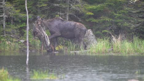 A-cow-moose-and-her-calf-feed-along-the-shore-of-a-pond-in-the-rain