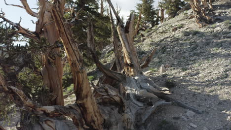 Close-up-of-ancient-Bristlecone-pines-with-twisted-trunks-on-a-rocky-slope-in-the-White-Mountains,-California