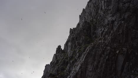 Nesting-sea-birds-flying-and-nesting-on-steep,-sharp-cliffs-in-Iceland-during-summer