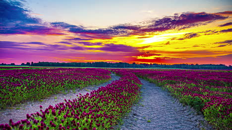 Trifolium-incarnatum-in-a-picturesque-countryside---sunset-cloudscape-time-lapse