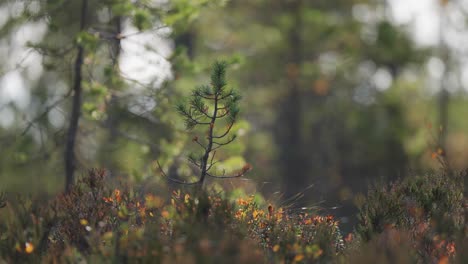 The-pine-tree-sapling-in-the-colorful-autumn-forest-undergrowth