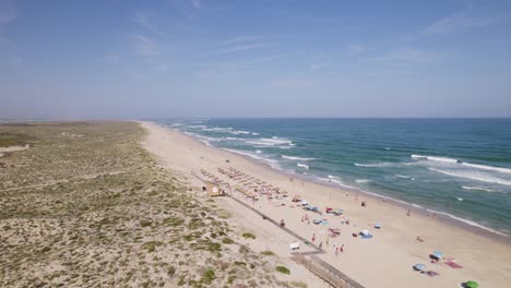 Culatra-island-beach-in-portugal-with-sunbathers-and-umbrellas-under-a-clear-sky,-aerial-view