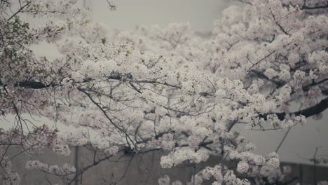 Soft-Flowering-Cherry-Blossoms-In-Springtime