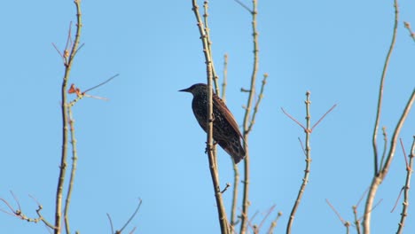 Common-Starling-Flying-Off-Of-Bare-Tree-Branch-Australia-Victoria-Gippsland-Maffra-Daytime