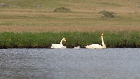 Una-Familia-De-Cisnes-Cantores-Con-Bebés-Nadando-En-Un-Lago-Sereno-Durante-El-Verano-En-Islandia,-Capturando-La-Tranquila-Y-Pintoresca-Escena-Natural