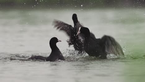 Two-fighting-pairs-of-Coots-attack-each-other-swaying-and-punching-in-unison,-slow-motion