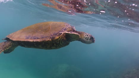 Slow-motion-close-up-of-green-sea-turtle-in-clear-water-of-ocean-emerge-on-surface