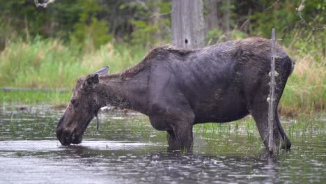 A-cow-moose-standing-in-a-pond-feeding-on-aquatic-plants-on-a-rainy-morning