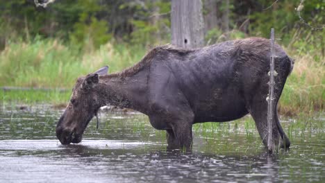 Eine-Elchkuh-Steht-In-Einem-Teich-Und-Ernährt-Sich-An-Einem-Regnerischen-Morgen-Von-Wasserpflanzen