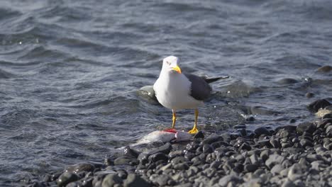 A-seagull-eating-a-dead-fish-along-a-lake-in-Iceland,-showcasing-the-bird's-opportunistic-feeding-behavior-in-a-natural-setting