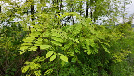 Acacia-Branch-Swaying-in-the-Spring-Wind