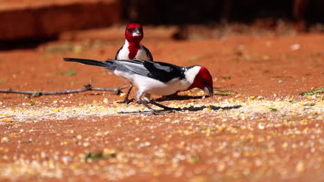 Two-tropical-colorful-cardinals-on-the-ground-eating-in-dry-Caatinga-habitat,-Brazil