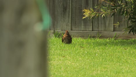 Common-Blackbird-Juvenile-Cleaning-Grooming-Itself-Then-Walks-Away-Australia-Maffra-Gippsland-Victoria-Sunny-Hot-Daytime