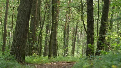 Small-path-in-the-middle-of-beautiful,-green-forest-in-morning-light