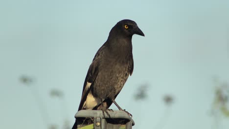 Pied-Currawong-Bird-Australia-Victoria-Gippsland-Maffra-Cerrar-Durante-El-Día