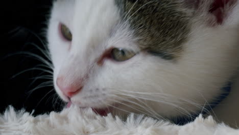 Kitten-licking-a-blanket-with-a-dark-background