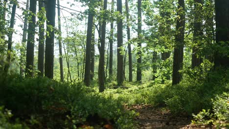 Sunny-day-in-the-middle-of-beautiful,-green-forest,-morning-light