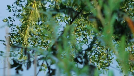 Ein-Grüner-Frosch-Sitzt-Ruhig-Im-Wasser-Eines-Teichs,-Umgeben-Von-Natürlicher-Wasservegetation