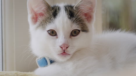 Cute-white-kitten-looking-at-the-camera-with-tongue-sticking-out