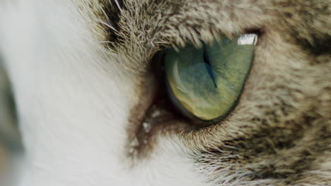 Cat's-green-eye,-detailed-and-expressive,-highlighting-intricate-features-in-macro