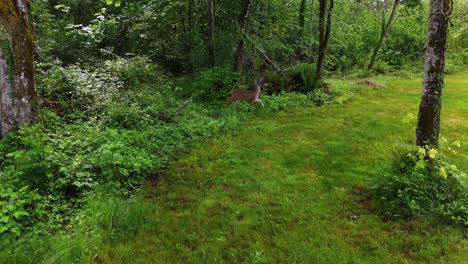 Cute-deer-sneaking-slowly-through-lush-green-forest