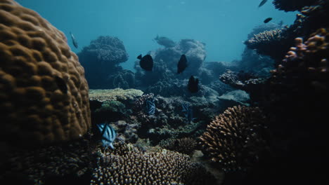 Brain-coral-and-branching-coral-provide-homes-for-small-reef-fish-underwater