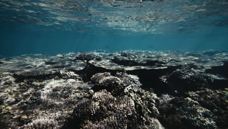 Flaches-Wasser,-Durch-Das-Licht-Fällt-Und-Auf-Acropora-Und-Verzweigte-Korallen-Fällt