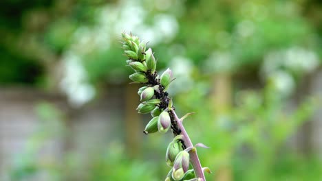Black-ants-and-black-aphids-feeding-on-the-tip-of-a-foxglove-flower-head