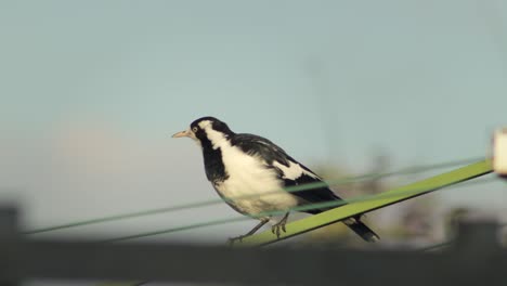 Magpie-Lark-Mudlark-Flying-Off-Of-Washing-Line-Australia-Victoria-Gippsland-Maffra