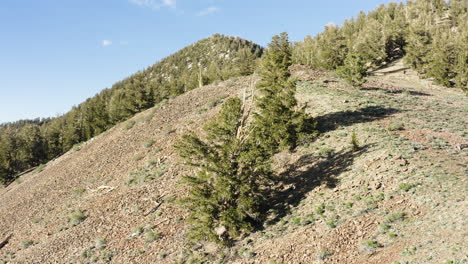 Vista-De-La-Ladera-De-Pinos-Bristlecone-Que-Prosperan-En-Una-Ladera-Rocosa,-En-El-Bosque-Nacional-De-Inyo,-California,-EE.UU.