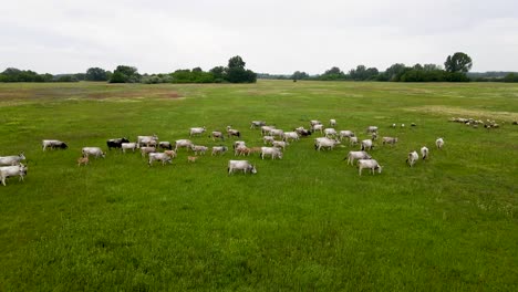 Hungarian-grey-cattle-herd,-aerial-push-in-view