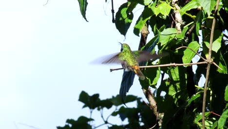 Lesser-Violetear-Hummingbird-cloud-forest-calling-in-Bolivia