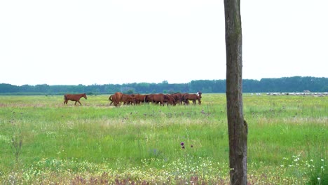 Herd-of-Akhal-teke-horses-in-the-grass-plains,-establisher