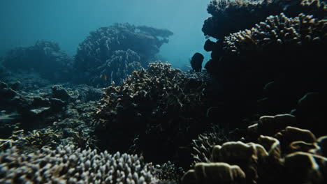 Rise-above-brain-and-branching-coral-head-with-large-fish-hanging-out-in-dark-shadows