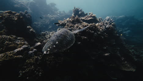 Rearview-closeup-of-turtle-feeding-eating-by-coral-underwater,-orbit