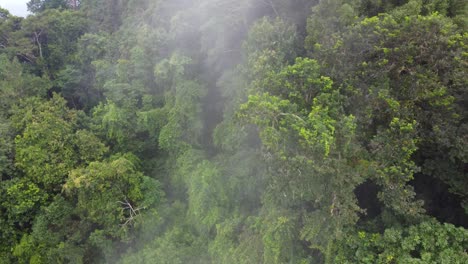 Mist-of-rain-over-tropical-rainforest-dense-forest-jungle-in-South-America