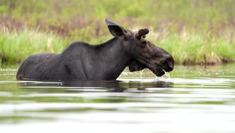 Ein-Elchbulle-Hebt-Seinen-Kopf-Mehrmals-Aus-Dem-Wasser,-Während-Er-Sich-An-Einem-Sommertag-Von-Wasserpflanzen-In-Einem-Teich-Ernährt